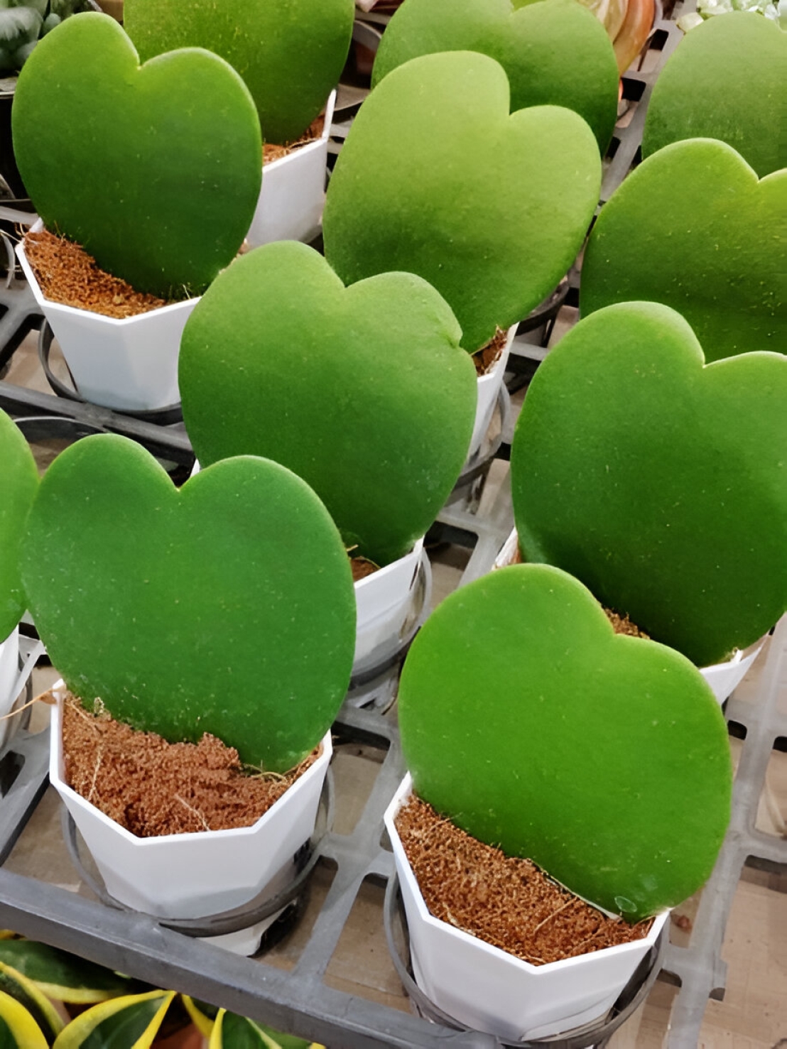 دليل العناية بنبتة هويا هارت (Hoya Kerrii): النمو، الري، والتكاثر