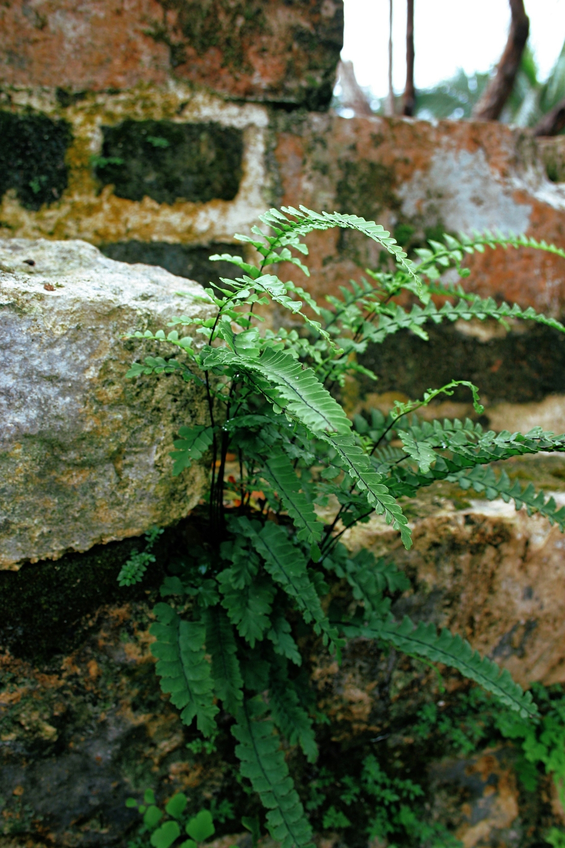 النباتات الأطول عمرًا – أسرار البقاء المذهل في عالم الطبيعة