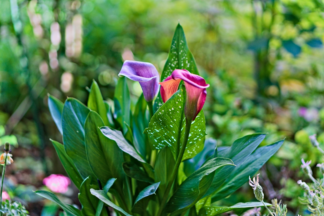 أفكار زراعية لعيد الفصح – ازرع ذكرياتك الربيعية مع أجمل النباتات