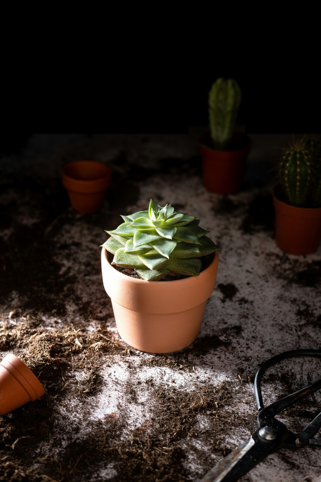 كيفية ري نباتاتك بالطريقة الصحيحة – دليل كامل