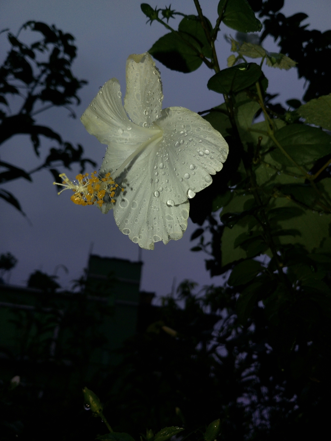 نباتات تزهر في الليل – كيف تنمو بعض الأنواع في الظلام