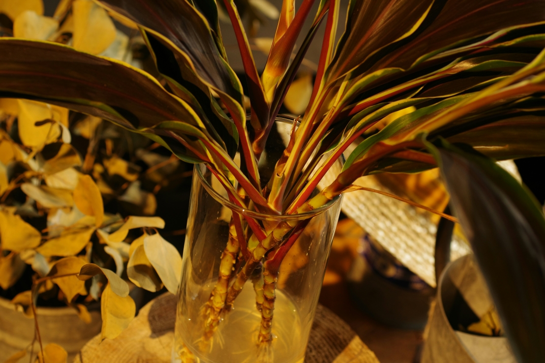 كيفية زراعة والعناية بنبتة فيتونيا (نبتة الأعصاب)