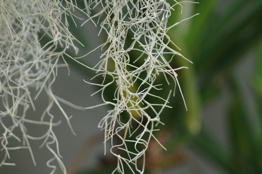 كيف تتواصل النباتات: لغة الطبيعة الصامتة