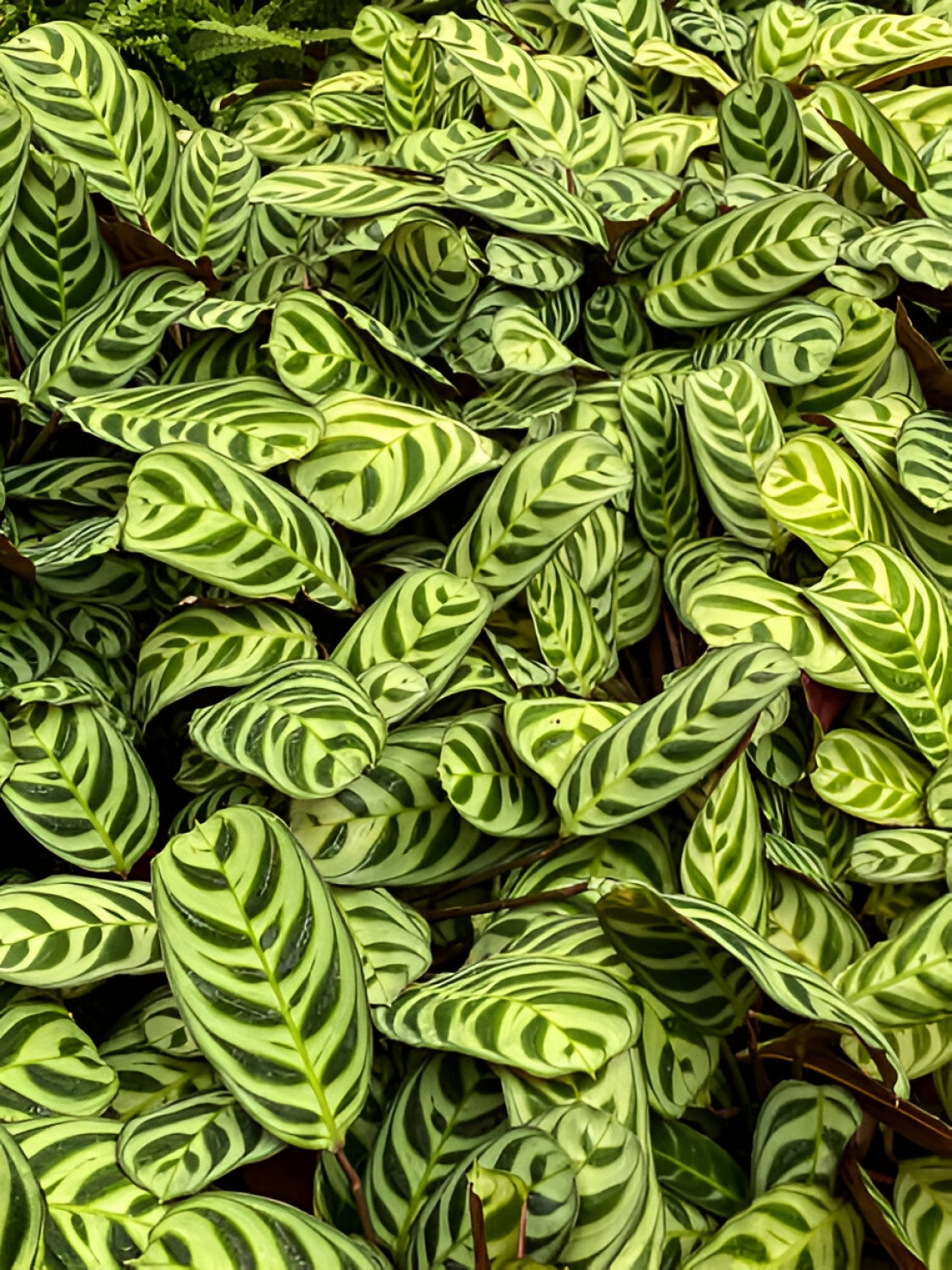 نبتة نيفر نيفر (Ctenanthe spp.): دليل العناية، النمو، والتكاثر