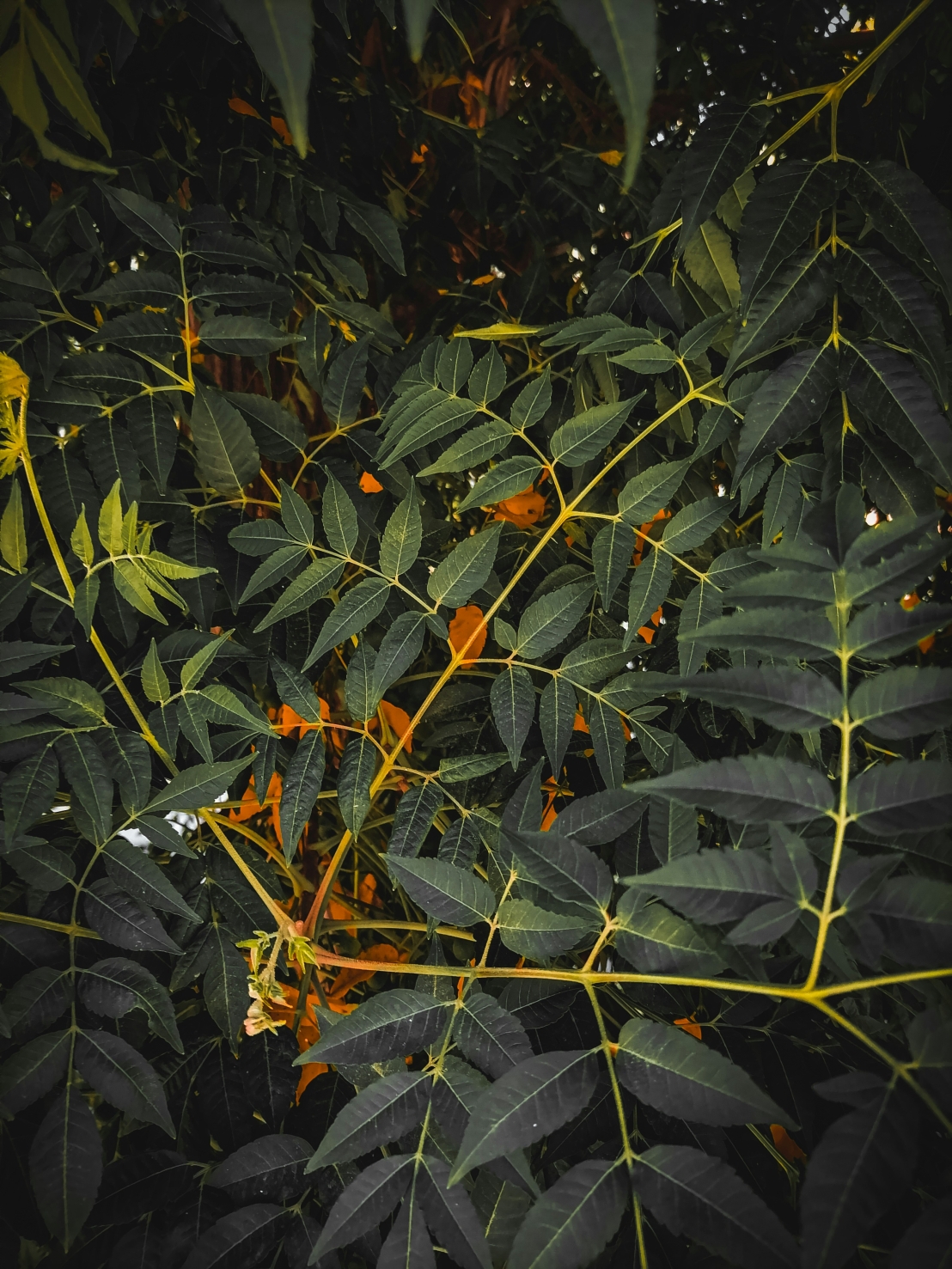 كيفية زراعة والعناية بنبتة مارانتا ليوكونيورا (نبتة الصلاة)