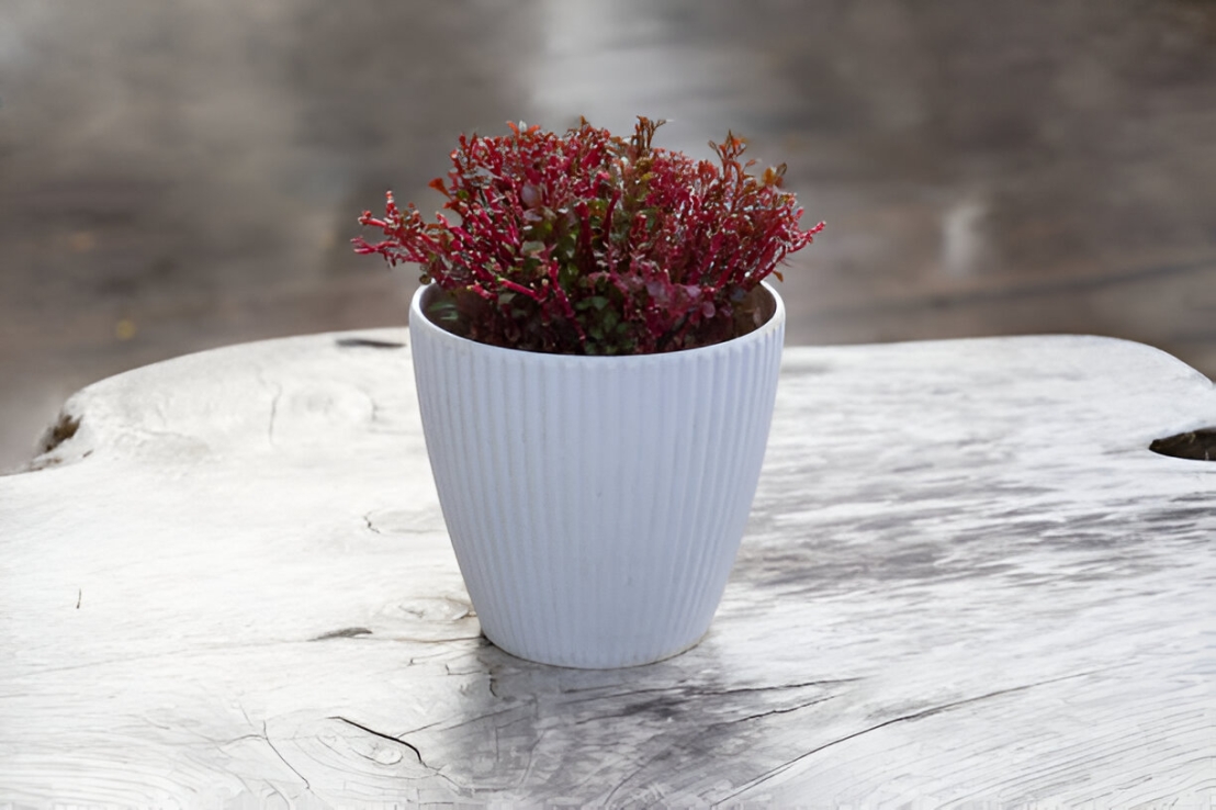 ألترنانثيرا: نبات فريد من نباتات الجوي ويد