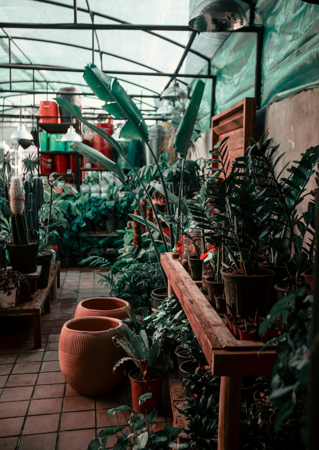 سيمفونية الجذور – كيف تتواصل جذور النباتات وتشكّل النظم البيئية