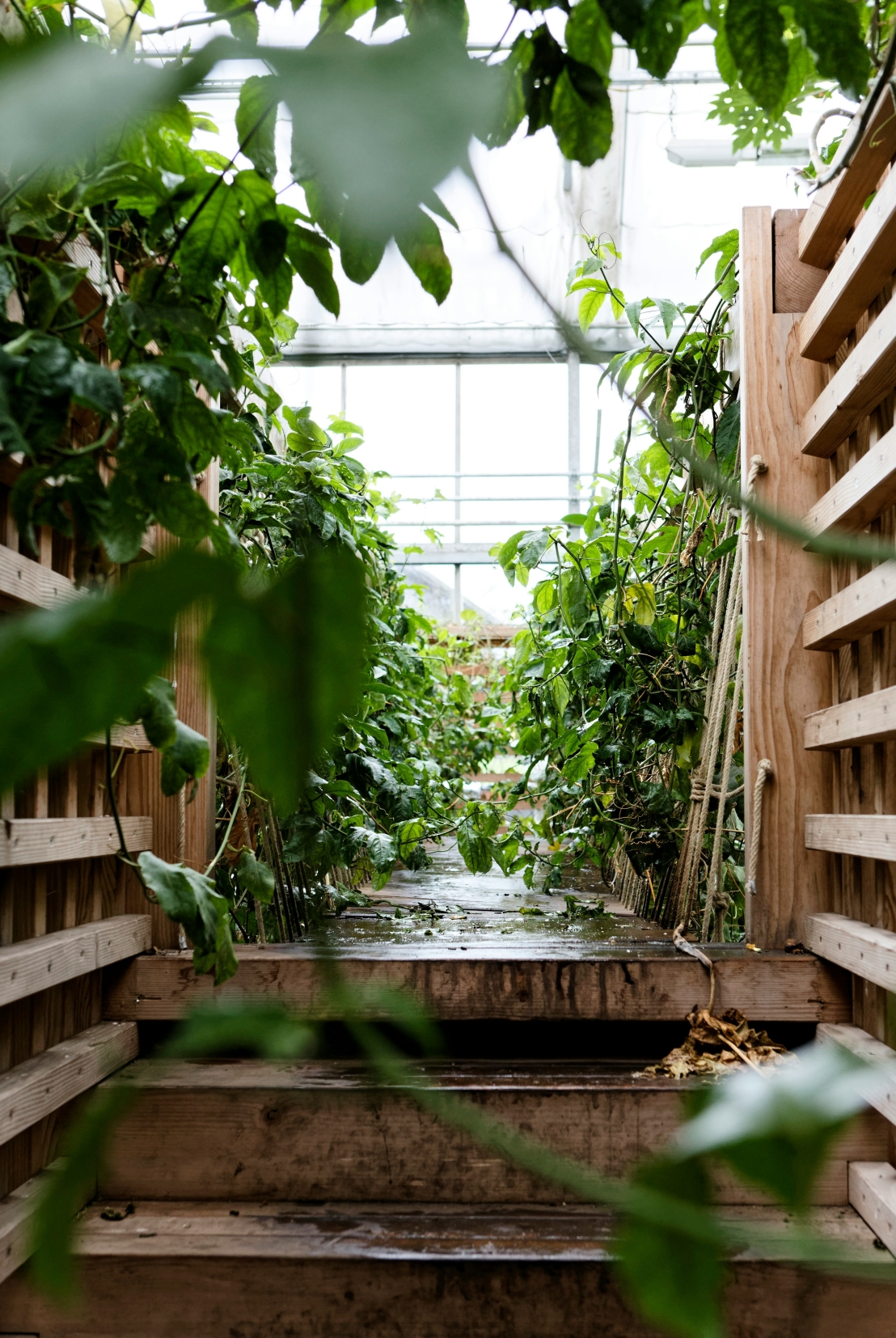 كيفية إنشاء حديقة منزلية داخلية مثالية – دليل المبتدئين