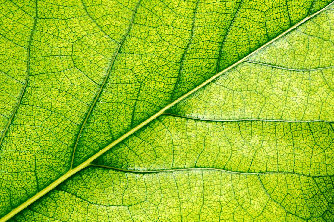 علم البناء الضوئي – كيف تحوّل النباتات ضوء الشمس إلى طاقة