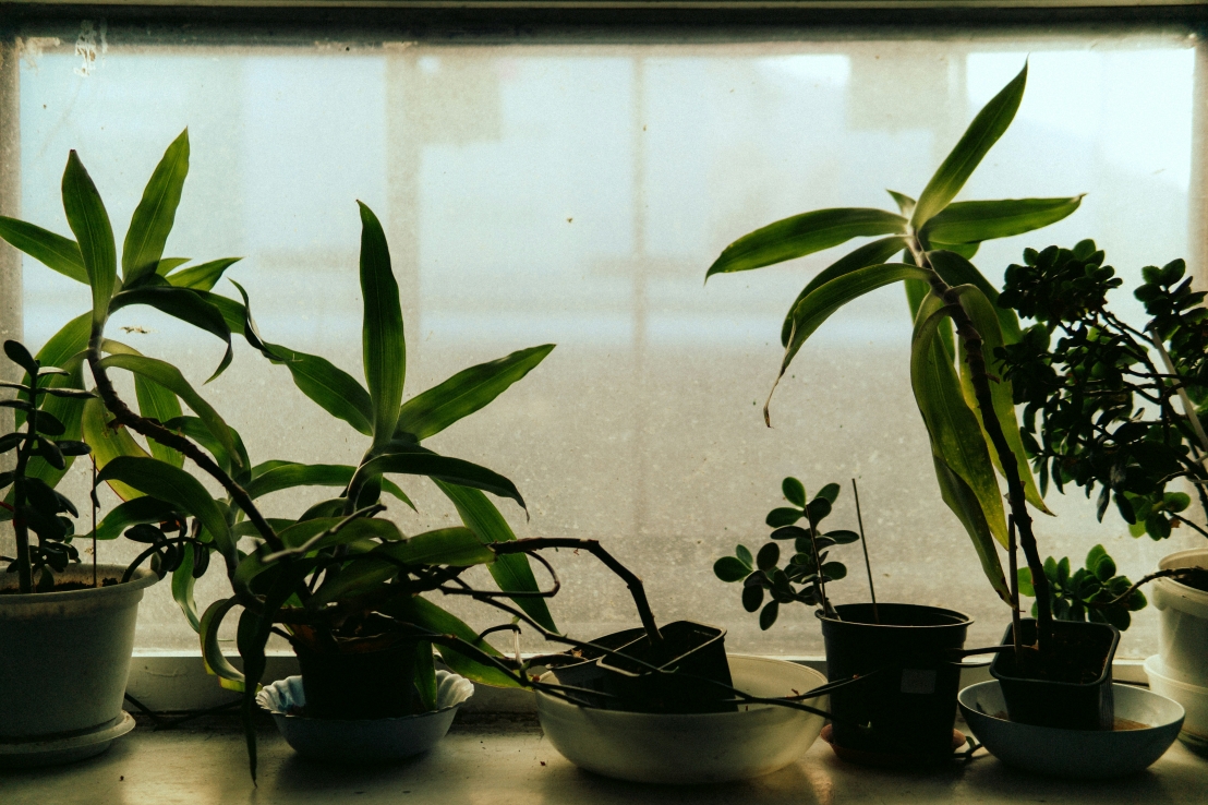 دور النباتات في تقليل التوتر – كيف تعمل النباتات الخضراء على تحسين الصحة النفسية