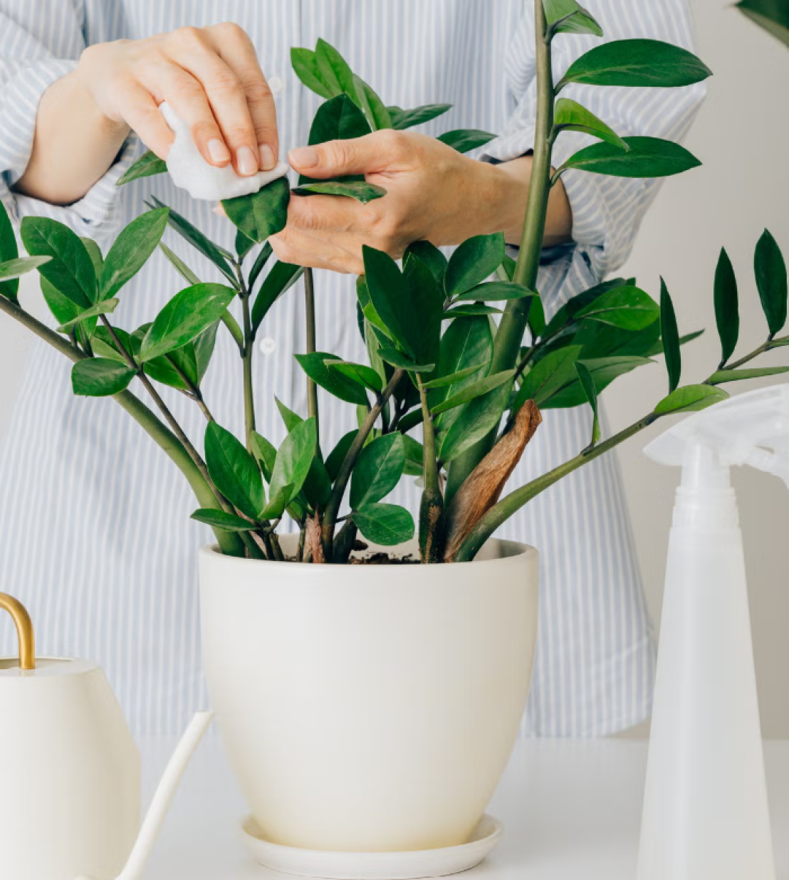 أسرار العناية بنبتة زاميا القزمية (Zamioculcas zamiifolia)