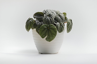 The Ultimate Guide to Peperomia Caperata (Emerald Ripple Peperomia)