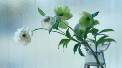 Winter Plant Care – How to Keep Your Indoor and Outdoor Plants Healthy in Cold Months