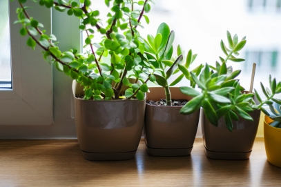 Top 10 Low-Maintenance Plants for Busy People