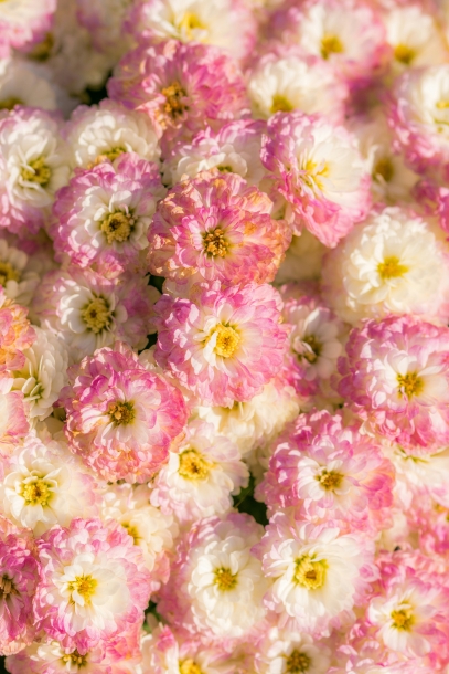 Lithops – The Fascinating Living Stones That Redefine Plant Beauty