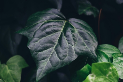 The Hidden Language of Plants – How Flora Communicates Without Words