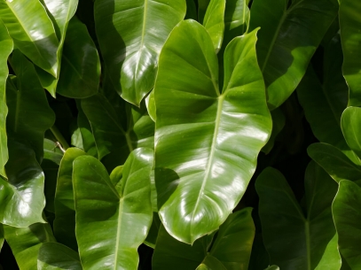 Philodendron Erubescens Care Guide: Growth, Watering, and Propagation