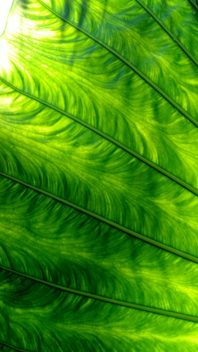 The Science Behind Photosynthesis – How Plants Turn Light Into Life
