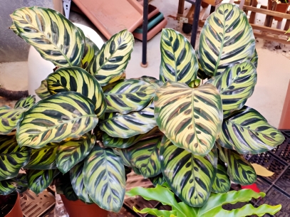 All You Need to Know About Calathea Plants