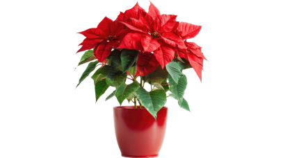 Poinsettia