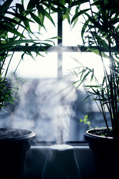 The Wonders of Air Purifying Plants – Green Heroes for Clean Indoor Air