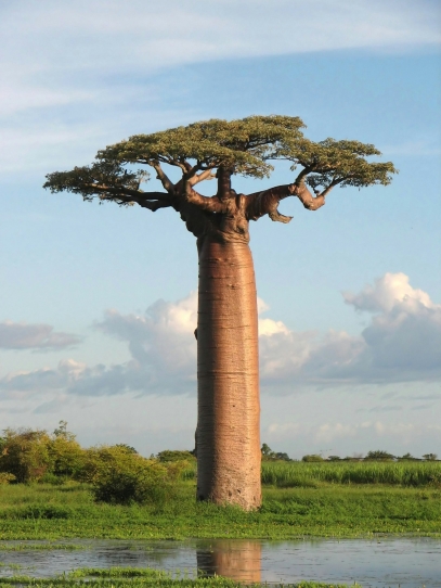 Baobab Tree – The Iconic "Tree of Life" Across Africa and Australia
