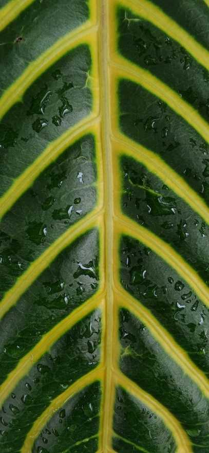 Understanding Plant Roots – The Hidden Power Beneath the Soil
