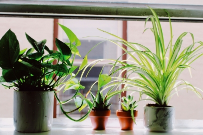 Mastering Indoor Plant Care – Tips for Thriving Houseplants