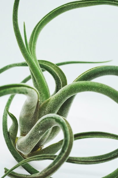 Tillandsia – The Fascinating Air Plants That Thrive Without Soil