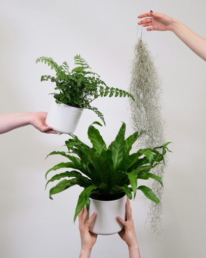 Plant Care – A Comprehensive Guide to Maintaining the Beauty and Growth of Your Plants