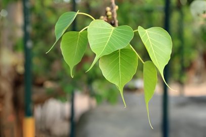 Heart-Leaved Fig (Ficus polita) ?