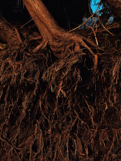 Understanding Plant Roots – The Hidden Power Beneath the Soil