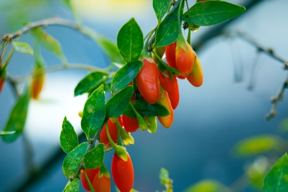 Goji Berry (Lycium barbarum & Lycium chinense)