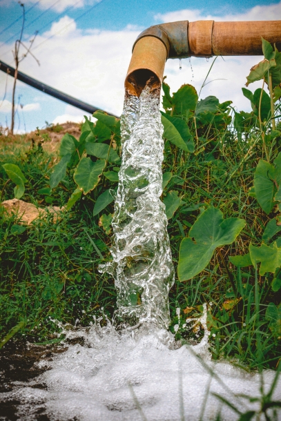 The Art of Watering – How to Hydrate Your Plants Correctly