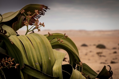 Welwitschia Mirabilis – The Ancient Survivor of the Namib Desert