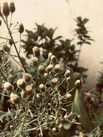 The Role of Plants in Traditional Medicine – Nature’s Healing Power