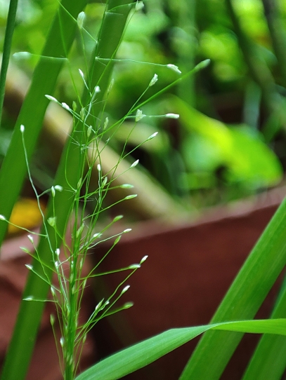 The Secrets of the Plant World – How Plants Affect Our Lives and Environment