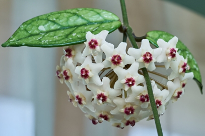 The Enchanting Hoya Carnosa: A Timeless Houseplant
