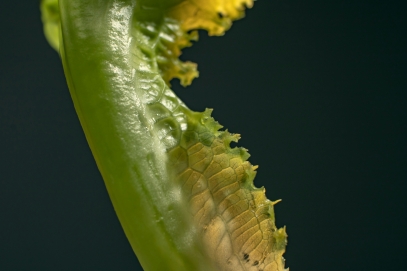 Venus Flytrap – The Iconic Carnivorous Plant That Captivates Gardeners