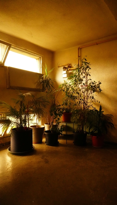 The Role of Plants in Indoor Air Purification – Green Allies for Healthy Living