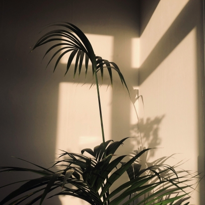 The Best Indoor Plants for Low Light – Top Picks for Shady Spaces