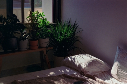 Sleep-Friendly Plants: Natural Remedies for Better Rest