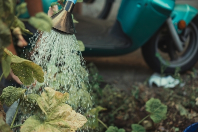 The Role of Water in Plant Health – Understanding Irrigation and Moisture Needs