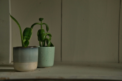 The Science of Plants – Understanding the Biology Behind Growth and Sustainability