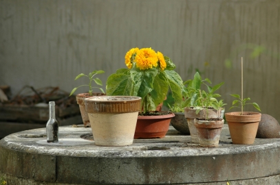 Indoor Plant Care – Mastering the Art of Growing Healthy Houseplants