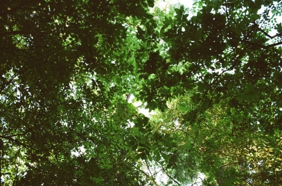 The Secrets of the Plant World – How Plants Affect Our Lives and Environment