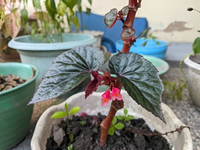 King Begonia (Begonia rex)