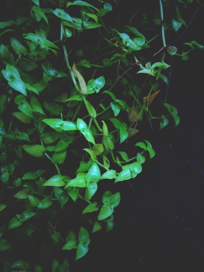 The Science of Photosynthesis – How Plants Turn Light Into Life