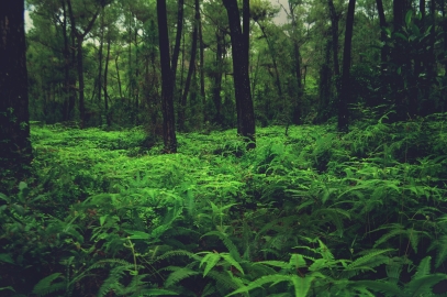 The Psychological Power of Plants: How Greenery Boosts Mental Health