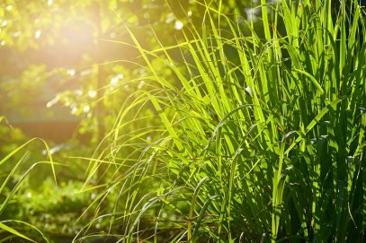 Lemongrass (Cymbopogon)